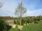 Red Maple Tree