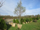 Red Maple Tree