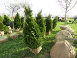 5 Shrub