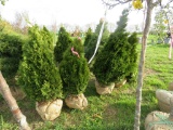 5 Holstrum Shrub