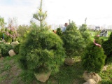 3 White Pine Shrub