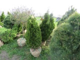 5 Holstrum Shrubs