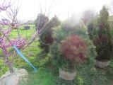 3 White Pine Shrub