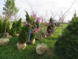 Red Bud Tree