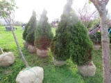 5 Holstrum Shrub