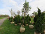 Snow Cap White Lilac