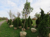 Snow Cap White Lilac