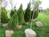 5 Holstrum Shrub
