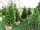 5 Holstrum Shrub