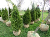 5 Holstrum Shrub