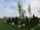 Sugar Maple Tree