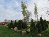 Sugar Maple Tree