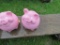 Concrete Pig