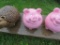 Concrete PIg