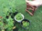 4 Red Raspberry Plants