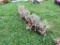 5 Creeping Sedum
