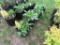 5 Black Eyed Susan