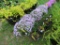 5 Lavendar Mountain Pinks