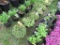 5 Hens & Chicks