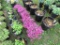 5 Red Mountain Pinks