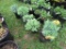 5 Sedum