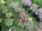 5 Creeping Sedum