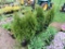 5 Emerald Green Arborvite
