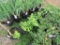 5 Black Jewel Raspberries