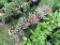 5 Creeping Sedum