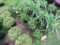 5 Lavendar Yarrow