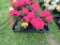 Flat of Geraniums