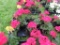 Flat of Geraniums