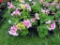 Flat of Geraniums