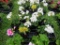 Flat of Geraniums