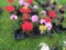 Flat of Geraniums