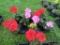 Flat of Geraniums