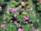 Flat of Petunias