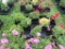 Flat of Petunias