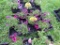 Flat of Petunias