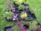 Flat of Petunias