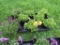 Flat of Petunias