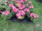 Flat of Geraniums