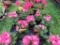 Flat of Geraniums