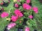 Flat of Geraniums