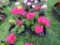 Flat of Geraniums