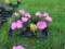 Flat of Geraniums