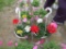 2 Geranium Hanging Baskets