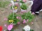 2 Petunia Hanging Baskets