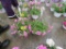 2 Petunia Hanging Baskets