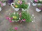 2 Petunia Hanging Baskets
